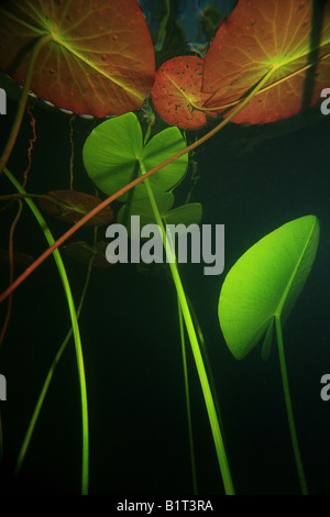 Foto subacquee di ninfee piante, Nymphaea alba, nel lago Ravnsjø, Norvegia. Il lago è una parte dell'acqua sistema chiamato Morsavassdraget. Foto Stock