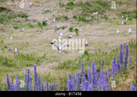 Gabbiani sulla nidificazione Walney Island off Barrow in Furness,Cumbria, Regno Unito Foto Stock