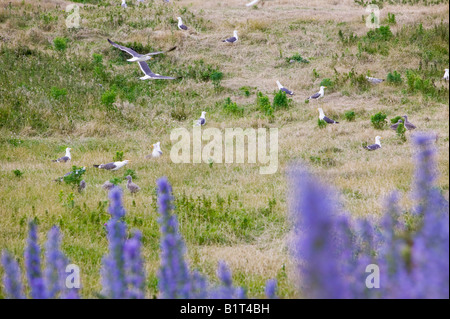 Gabbiani sulla nidificazione Walney Island off Barrow in Furness,Cumbria, Regno Unito Foto Stock