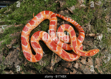 Il mais Snake (Pantherophis guttatus) sul log. Foto Stock