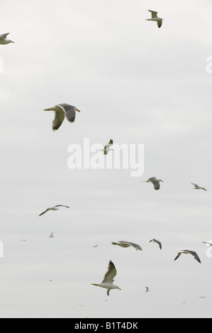 Lesser Black Backed Gabbiani su Walney Island Regno Unito, Foto Stock