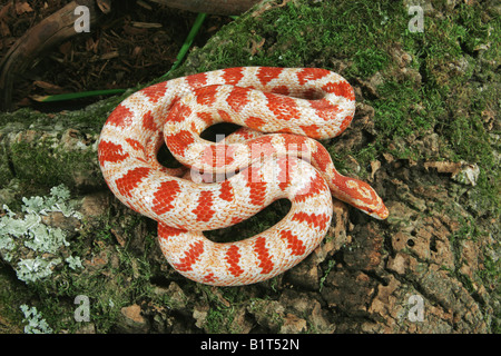 Il mais Snake (Pantherophis guttatus) sul log. Foto Stock