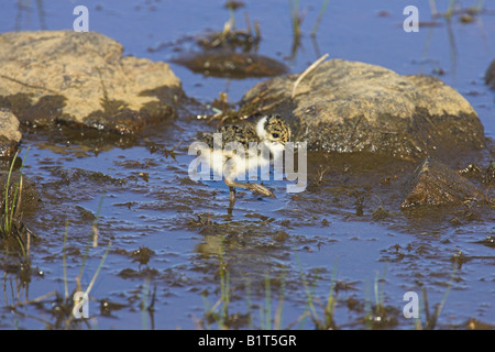 Pavoncella Vanellus vanellus chick rovistando in acqua dolce loch su North Uist, Scozia in maggio. Foto Stock