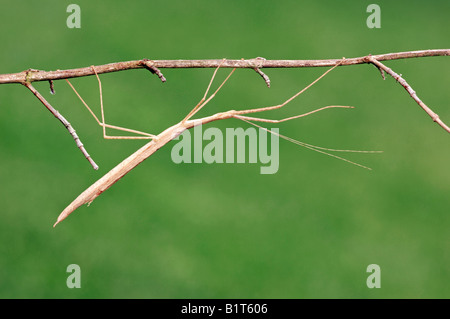 Rosa bastone alato insetto a ramoscello / Foto Stock