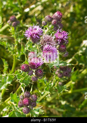 Marsh Thistle fioritura in una zona paludosa di Inghilterra REGNO UNITO Foto Stock