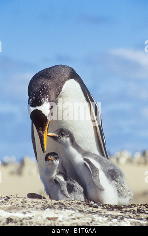 Pinguino gentoo con due cuccioli / Pygoscelis papua Foto Stock