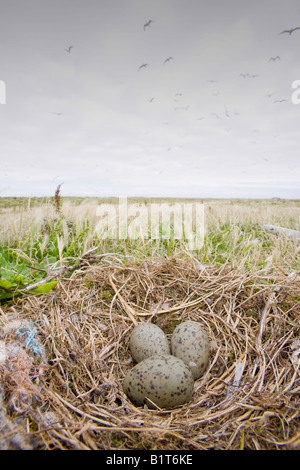 Lesser Black Backed Gabbiani sulla nidificazione Walney Island off Barrow in Furness, Regno Unito Foto Stock