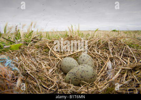 Lesser Black Backed Gabbiani sulla nidificazione Walney Island off Barrow in Furness, Regno Unito Foto Stock