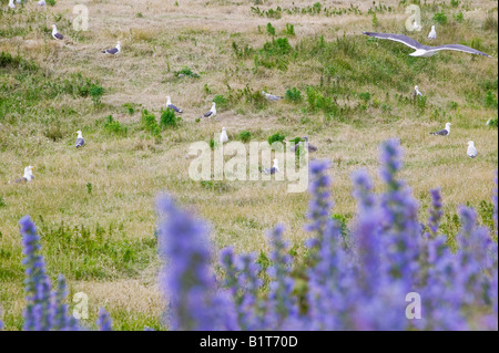 Gabbiani sulla nidificazione Walney Island off Barrow in Furness,Cumbria, Regno Unito Foto Stock