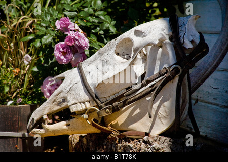 Un cranio di cavallo che indossa un morso e briglie fare un bizzarre decorazioni in un ranch di Oregon Foto Stock