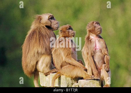 Tre geladas / Theropithecus gelada Foto Stock