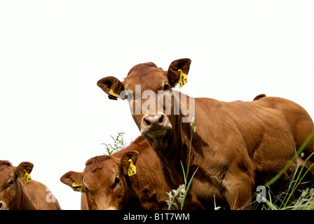 Singole vacche Limousin champion mandria bovina Foto Stock