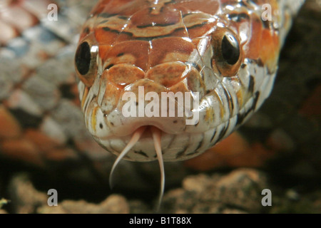 Il mais snake (Pantherophis guttatus). Fase di Miami, spostando la sua linguetta, ritratto Foto Stock