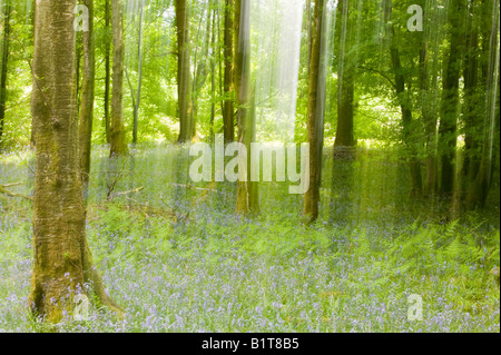 Bluebells nella primavera del bosco Ambleside Cumbria Regno Unito Foto Stock