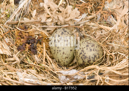 Lesser Black Backed Gabbiani nido su Walney Island Regno Unito Foto Stock