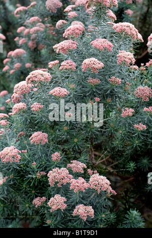 OZOTHAMNUS ROSMARINIFOLIUS SILVER JUBILEE Foto Stock
