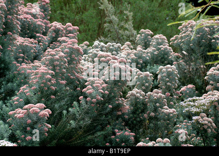 OZOTHAMNUS ROSMARINIFOLIUS SILVER JUBILEE Foto Stock
