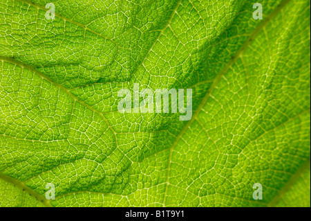 Gunnera foglie in primavera a Holehird gardens in Windermere Cumbria Regno Unito Foto Stock