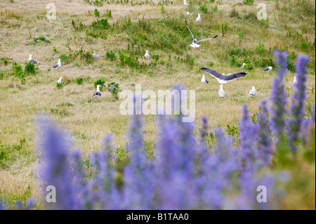 Gabbiani sulla nidificazione Walney Island off Barrow in Furness,Cumbria, Regno Unito Foto Stock