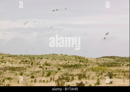 Lesser Black Backed Gabbiani e gabbiani reali sulla nidificazione Walney Island Regno Unito, Foto Stock