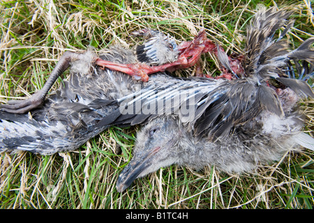 Un giovane Lesser Black Backed Gull che è stata canibalised e mangiato da altri gabbiani su walney island Cumbria Regno Unito Foto Stock