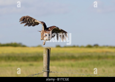 Giovane Allocco Strix aluco in volo Potton Bedfordshire Foto Stock