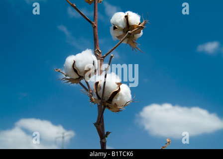 Close up di capsule di cotone mature sul ramo contro nuvoloso cielo blu Foto Stock