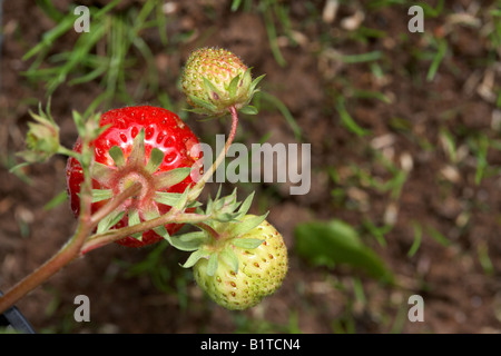 Mature e i frutti acerbi su una fragola elsanta di crescita della pianta da una pentola più recentemente seminato semi di prato in un giardino , Irlanda del Nord Foto Stock