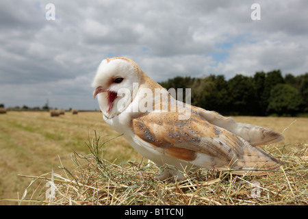 Giovani Barbagianni Tyto alba sulla balla di fieno chiamando Potton Bedfordshire Foto Stock