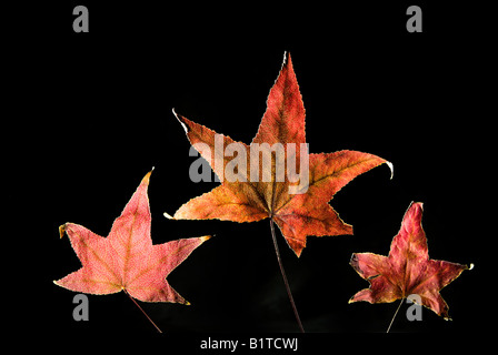 Tre foglie di autunno isolato su nero Foto Stock