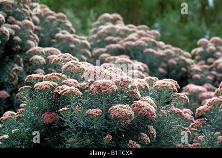 OZOTHAMNUS ROSMARINIFOLIUS SILVER JUBILEE Foto Stock