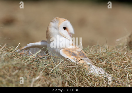 Barbagianni Tyto alba nel campo di fieno cercando alert Potton Bedfordshire Foto Stock