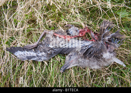 Un giovane Lesser Black Backed Gull che è stata canibalised e mangiato da altri gabbiani su walney island Cumbria Regno Unito Foto Stock