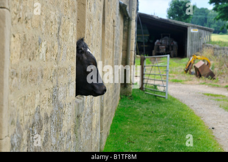 Mucca nera guardando fuori della finestra del granaio Foto Stock