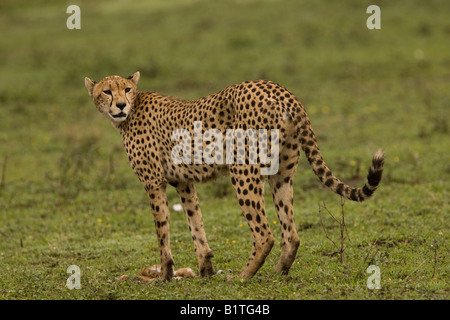 Ghepardo a Ndutu, nel Ngorongoro Conservation Area della Tanzania Africa orientale Foto Stock