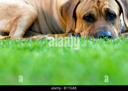 Giappone sumo cane Tosa inu Foto Stock