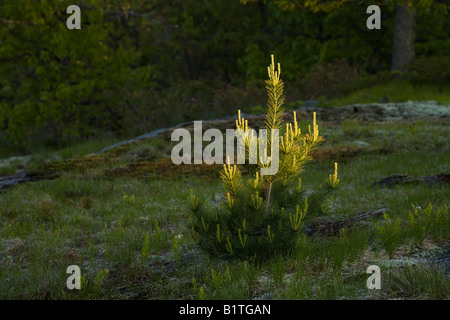 La mattina presto luce sul giovane Pino, Torrance Barrens cielo Scuro Riserva, Muskoka, Ontario, Canada Foto Stock