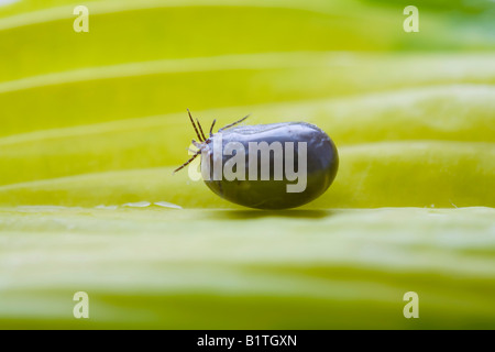 Un Pecore tick che alimentato da un cane da compagnia questi parassiti si allega per gli esseri umani e per gli animali domestici e può portare a malattie come la malattia di Lymes Foto Stock