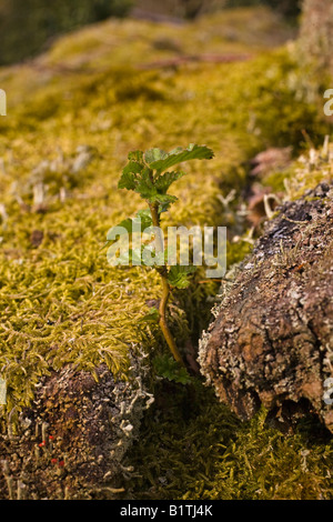 Nuovo albero che cresce sul moncone in decadimento di albero morto, Ayrshire, in Scozia, Regno Unito Foto Stock