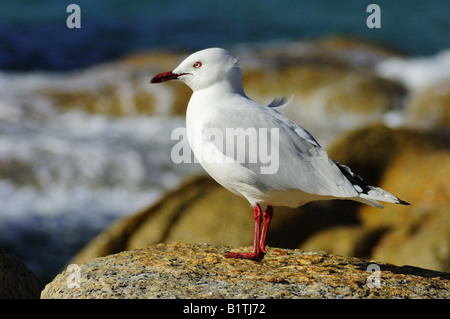 Un Gabbiano argento (Larus novaehollandiae) arroccata su una roccia Foto Stock