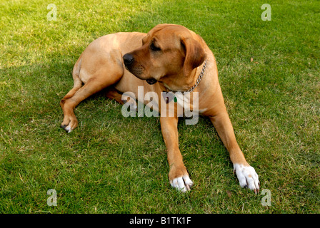 Giappone sumo cane Tosa inu Foto Stock