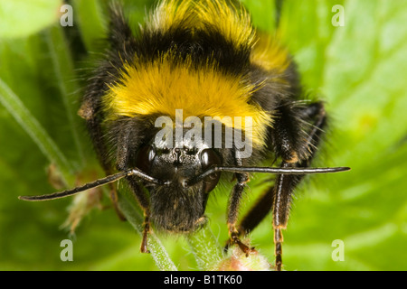 Close-up di testa del maschio bianco-tailed jonellus Bombus bumblebee Foto Stock