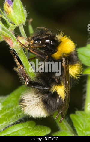 Bianco maschio-tailed bumblebee (Bombus jonellus) Foto Stock