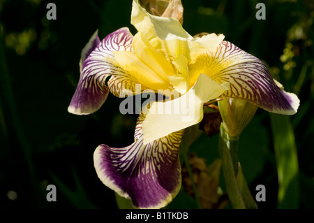 Foto macro di iris Versicolor fiore Foto Stock