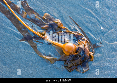 Bull kelp lavato fino sulla sabbia appena prima del tramonto, Chesterman Beach vicino a Tofino, Isola di Vancouver, British Columbia, Canada. Foto Stock