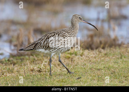 Eurasian Curlew (Numenius arquata) camminando lungo il bordo dell'acqua Foto Stock