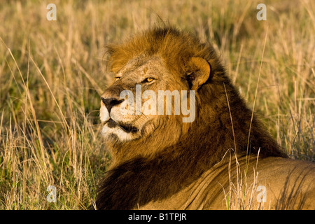 Leone maschio pone regally in golden mattina presto luce come egli sondaggi il suo territorio mentre giaceva in erba del Masai Mara Kenya Foto Stock