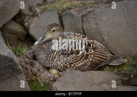 Eider anatra seduta sul nido, Islanda Foto Stock