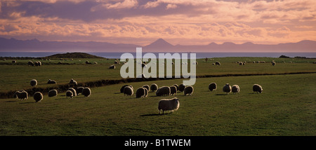 Gregge di pecore al pascolo con il Monte Keilir vulcano in background, Islanda Foto Stock