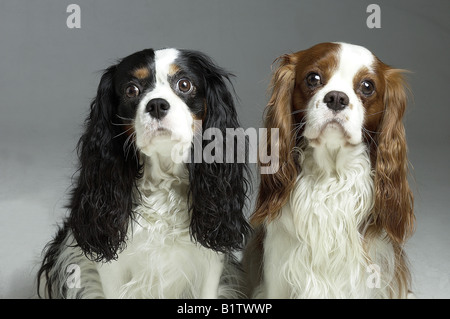 Cavalier King Charles épagneuls Foto Stock